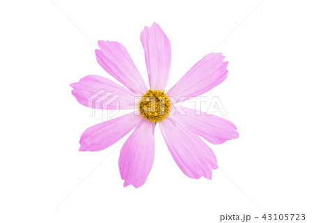 kosmeya flowers isolated 43105723
