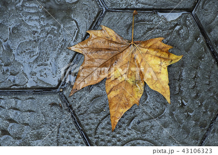 dry leaf on the pavement of a street in Barcelona dry leaf on the pavement of a street in Barcelona 43106323