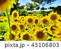 ひまわり　 43106803
