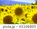 ひまわり　 43106805