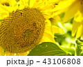 ひまわり　 43106808