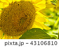 ひまわり　 43106810
