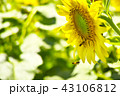 ひまわり　 43106812