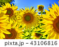 ひまわり　 43106816