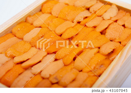 ウニ　食材 43107045