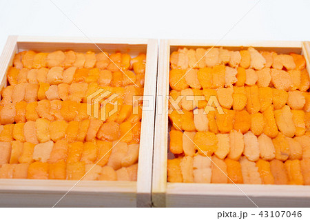 ウニ 食材 ウニ 食材 43107046