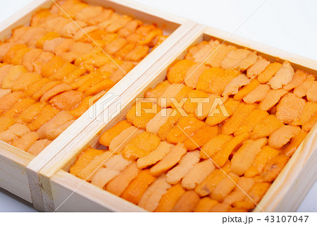 ウニ 食材 ウニ 食材 43107047