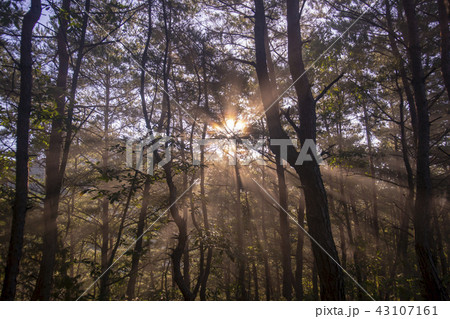 ジャングモク 安東市 慶北 43107161
