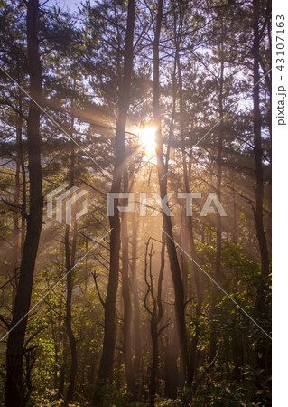 ジャングモク 安東市 慶北 43107163