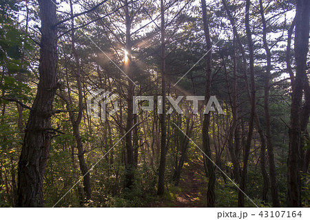 ジャングモク 安東市 慶北 43107164