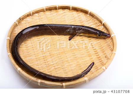 ハモ　食材 43107708