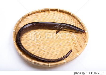 ハモ 食材 ハモ 食材 43107709