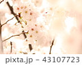 サクラ 43107723