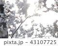 サクラ(キラキラ) 43107725