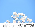 サクラ（空バック） 43107726