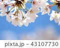 さくら(上から) 43107730