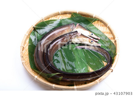 ハモ　食材 43107903