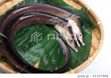 ハモ　食材 43107909