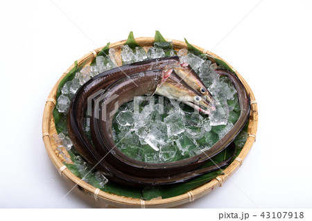 ハモ　食材 43107918