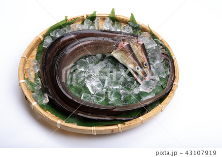 ハモ　食材 43107919
