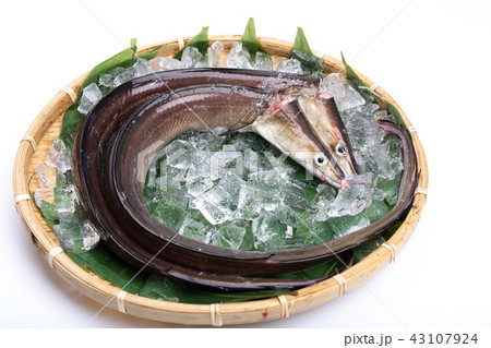 ハモ 食材 ハモ 食材 43107924