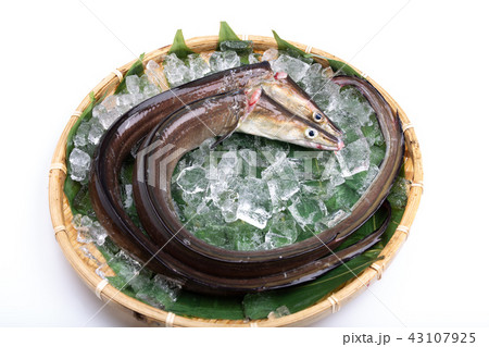 ハモ　食材 43107925