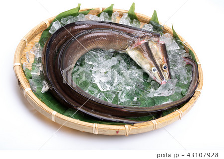 ハモ　食材 43107928