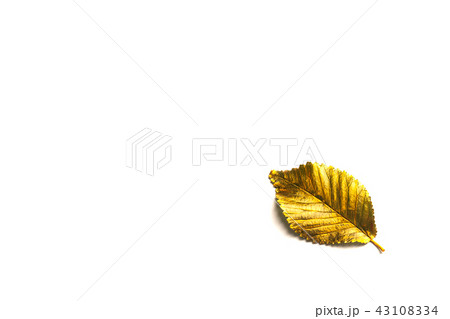 Autumn golden Leaf with copy space 43108334