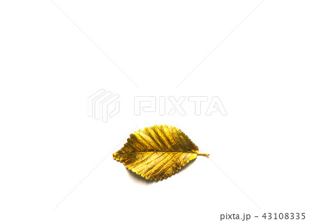 Autumn golden Leaf with copy space 43108335