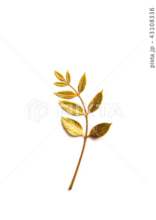 Autumn golden Leaf with copy space 43108336
