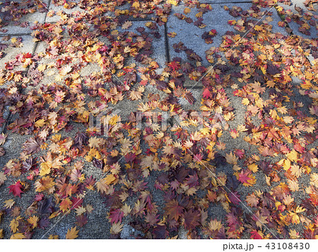 石畳の上に散り敷いたモミジ 43108430