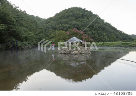 植物 風景 木 43108709