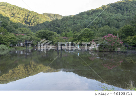 植物 風景 木 43108715