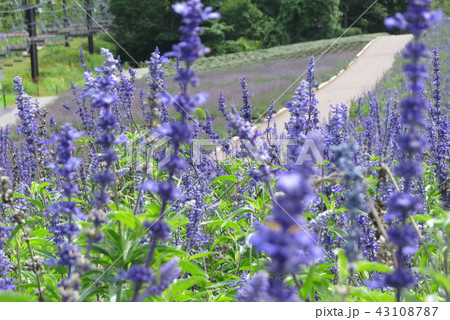ラベンダー 43108787
