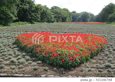 ハイビスカス 43108798