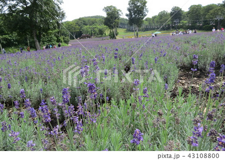 ラベンダー ラベンダー 43108800