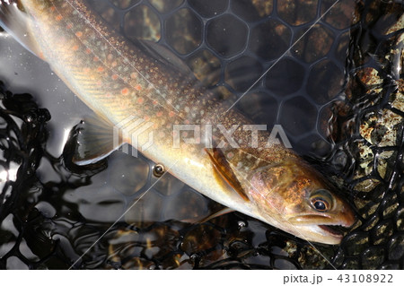 イワナ 43108922