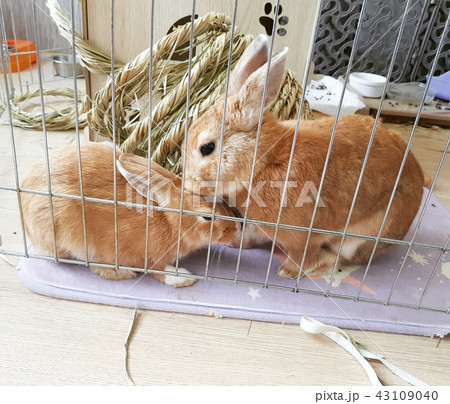 ウサギ 兄弟 友愛 43109040