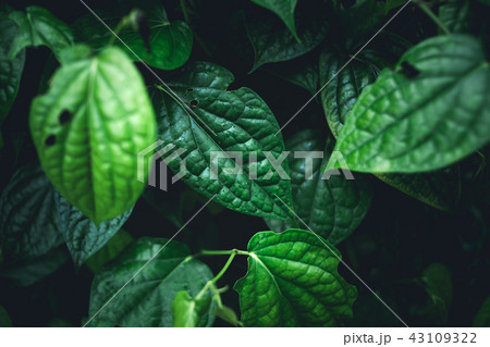 green leaves Background nature In dark tone green leaves Background nature In dark tone 43109322