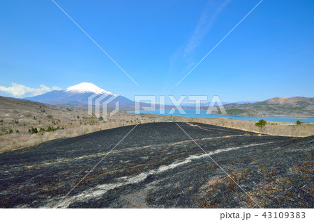 ＜山中湖＞　明神山の野焼き（火入れ）（野火付け） 43109383