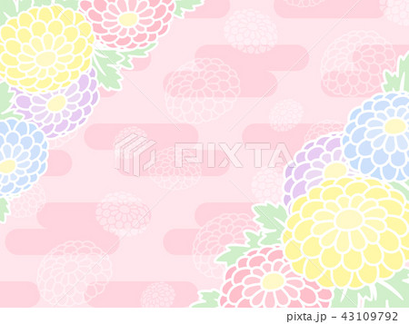 菊のかわいいパステルカラーのフレーム ピンクのイラスト素材