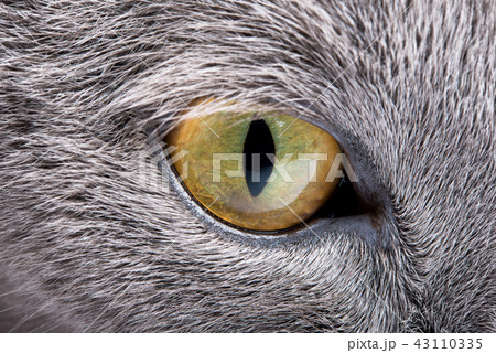 gray cat close-up gray cat close-up 43110335