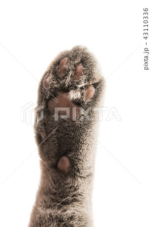 gray cat's paw isolated gray cat's paw isolated 43110336
