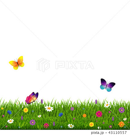 Grass And Flowers White Background 43110557