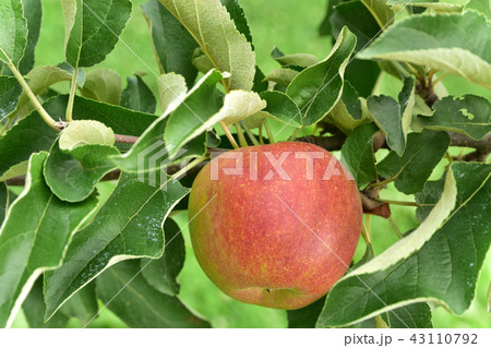 りんごの木 43110792