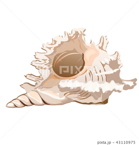Beautiful seashell murex ramosus or Chicoreus ramosus isolated on a white background. The object of 43110975