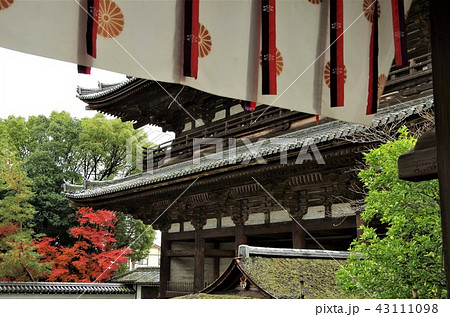 紅葉の時期の世界遺産・仁和寺境内 【京都市・右京区】 紅葉の時期の世界遺産・仁和寺境内 【京都市・右京区】 43111098