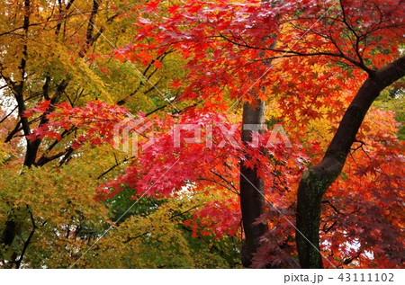 紅葉に彩られた晩秋の龍安寺境内 【京都市・右京区】 紅葉に彩られた晩秋の龍安寺境内 【京都市・右京区】 43111102
