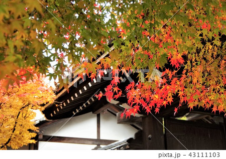 晩秋の紅葉に彩られた龍安寺山門 【京都市・右京区】 43111103