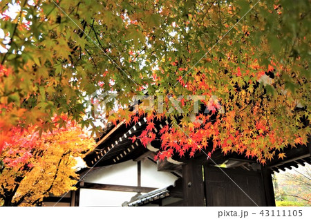 晩秋の紅葉に彩られた龍安寺山門 【京都市・右京区】 43111105